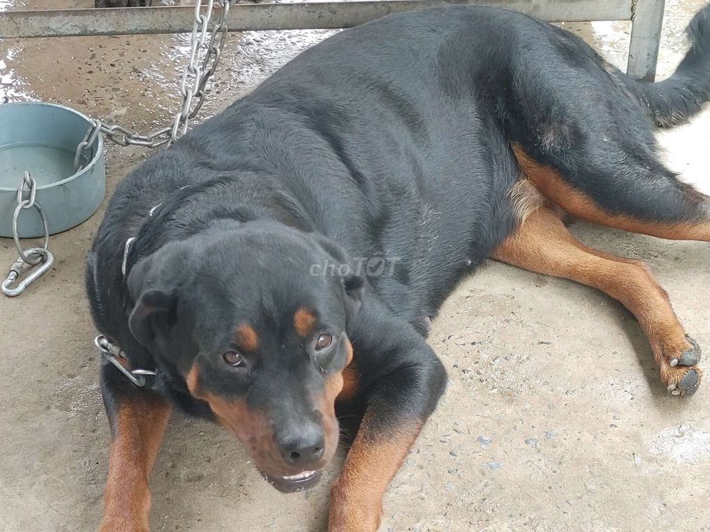 Cái Zin.Chưa Sinh. Mua bán Chó tại Quận 12 Tp Hồ Chí Minh được đăng bởi Nhân Rottweiler  hình 6