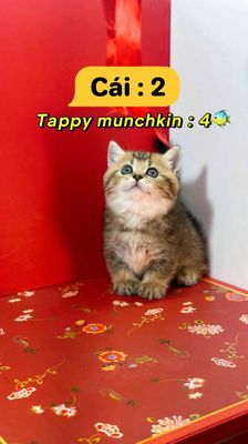 mèo Bố golden red nhập nga - mẹ munchkin thuần. Mua bán Mèo tại Huyện Hóc Môn Tp Hồ Chí Minh được đăng bởi Tùng Nguyễn