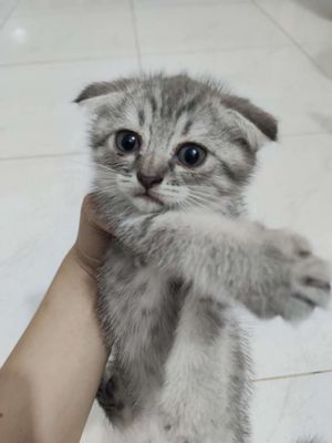 Mèo Tai cụp con đực cái