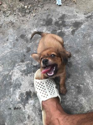 bé lap xưởng lai. Mua bán Chó tại Huyện Hóc Môn Tp Hồ Chí Minh được đăng bởi Chivas