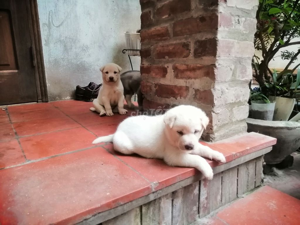 Chó lai Phú quốc, bắt chuột thay mèo. Mua bán Chó tại Quận Hoàng Mai Hà Nội được đăng bởi Hoàng Văn Thanh hình 1
