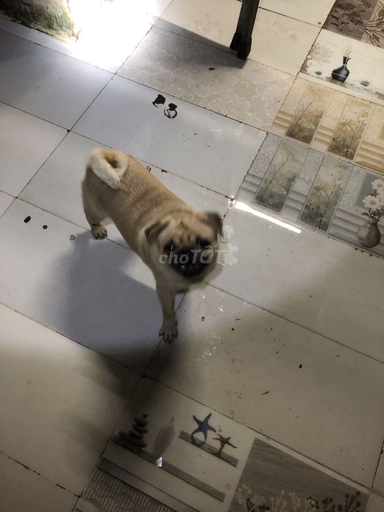 Bán đôi Pug Đực Cái Giá tốt. Mua bán Chó tại Quận Hai Bà Trưng Hà Nội được đăng bởi Phạm minh tuấn hình 2