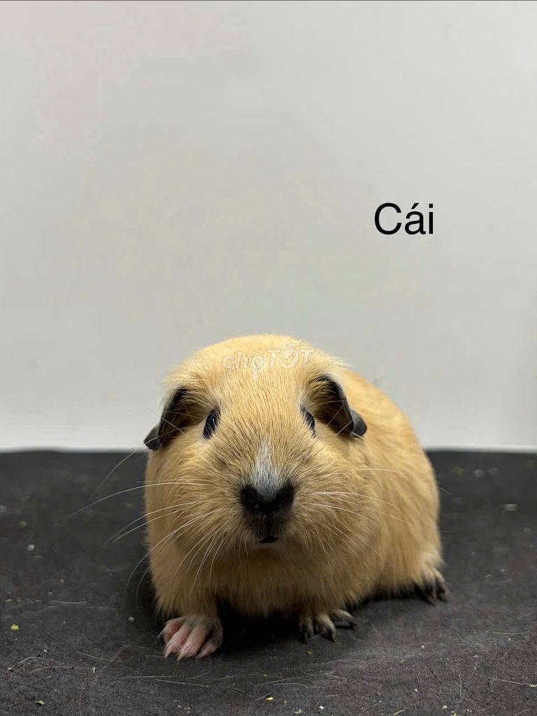 bọ ú cali 600k-1tr ở Hà Nội. Mua bán Thú cưng khác tại Quận Thanh Xuân Hà Nội được đăng bởi Cao Tường Vi  hình 1
