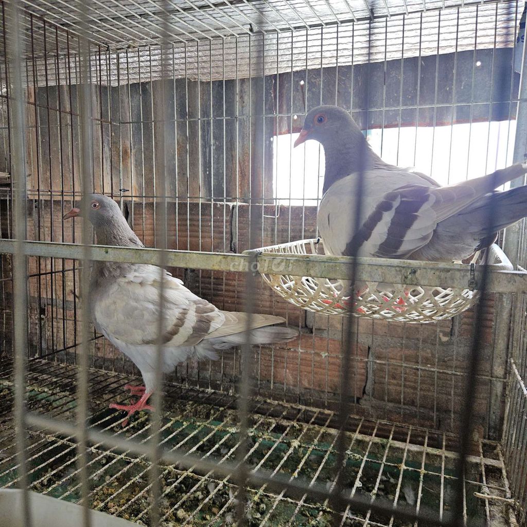 Chim bồ câu Xám trắng 4 tháng. Mua bán Chim tại Quận Bình Tân Tp Hồ Chí Minh được đăng bởi Hung hình 1