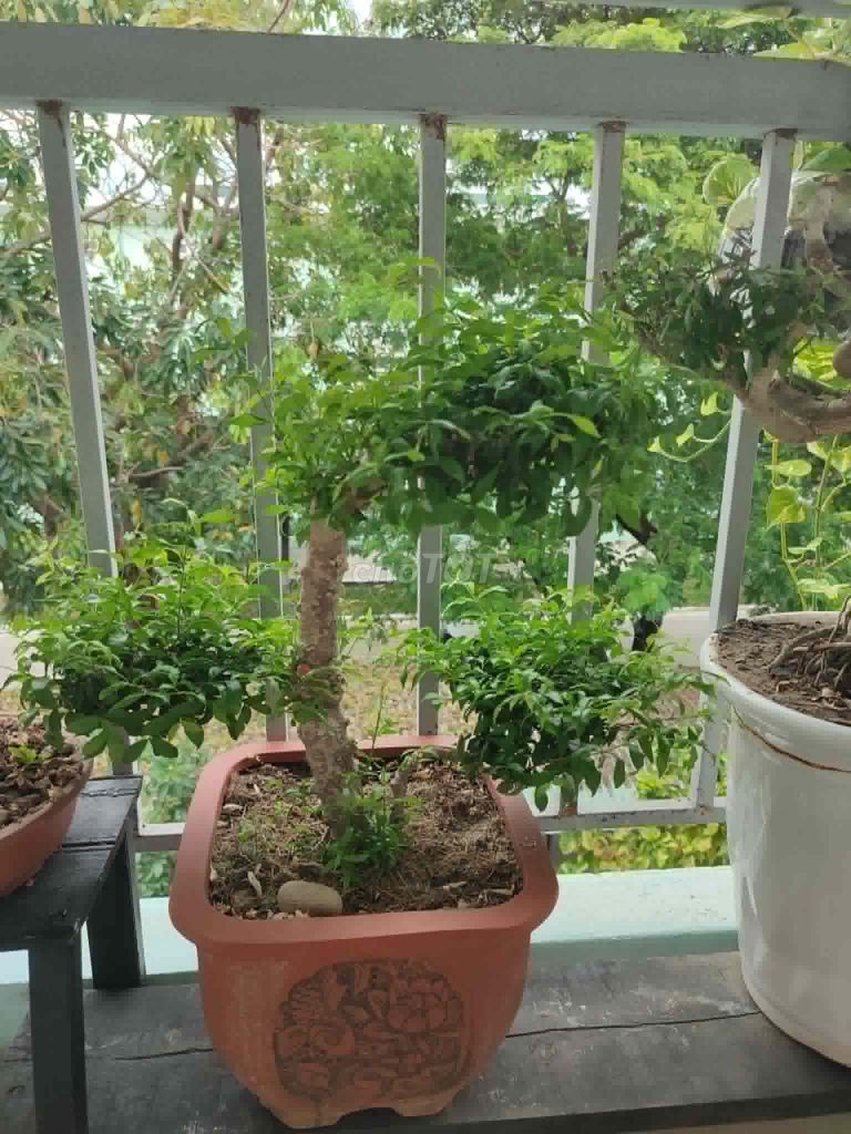 Mai chiếu thủy bonsai Khỏe mạnh Xanh. Mua bán Cây cảnh, đồ trang trí tại Quận Hải Châu Đà Nẵng được đăng bởi Lê thái thọ  hình 1