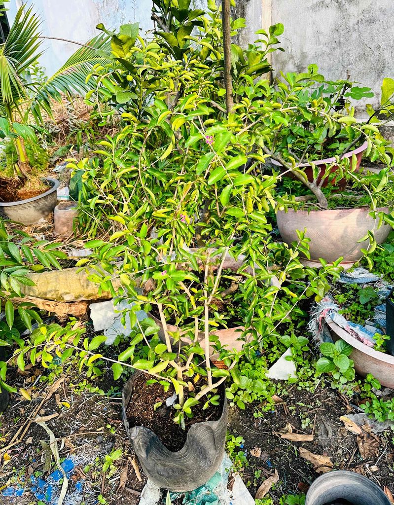 Sơ Ri cây khỏe đẹp đang bông trái - 122364363