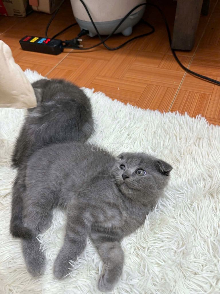 Mèo Tai cụp Xám. Mua bán Mèo tại Quận Thanh Xuân Hà Nội được đăng bởi Hoang hai Nguyen hình 1