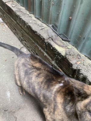 Chó Phú Quốc 2 tháng tuổi 5kg