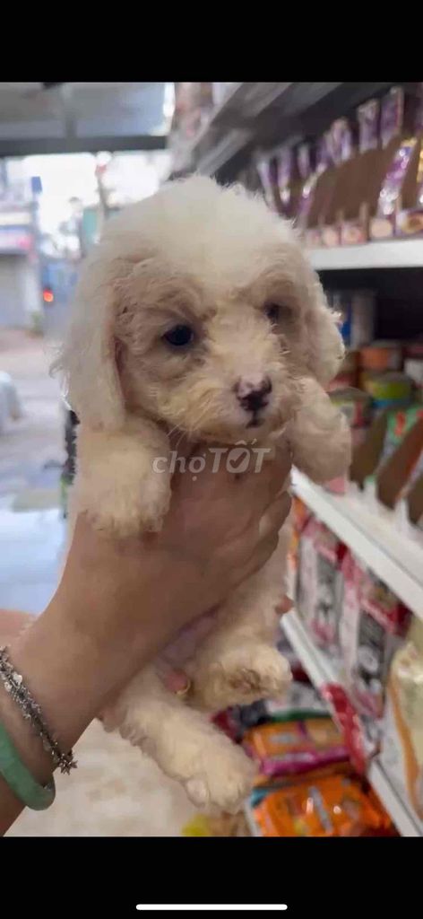 Chó Poodle con. Mua bán Chó tại Thành phố Vũng Tàu Bà Rịa - Vũng Tàu được đăng bởi Lượm Dog Shop hình 1
