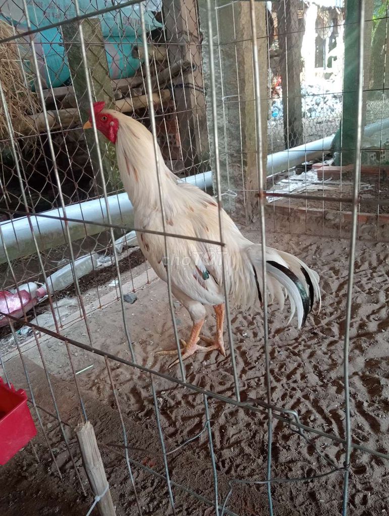 3k tay trái banh . Mua bán Gà tại Huyện Châu Phú An Giang được đăng bởi lạc vịt lạc vịt hình 1