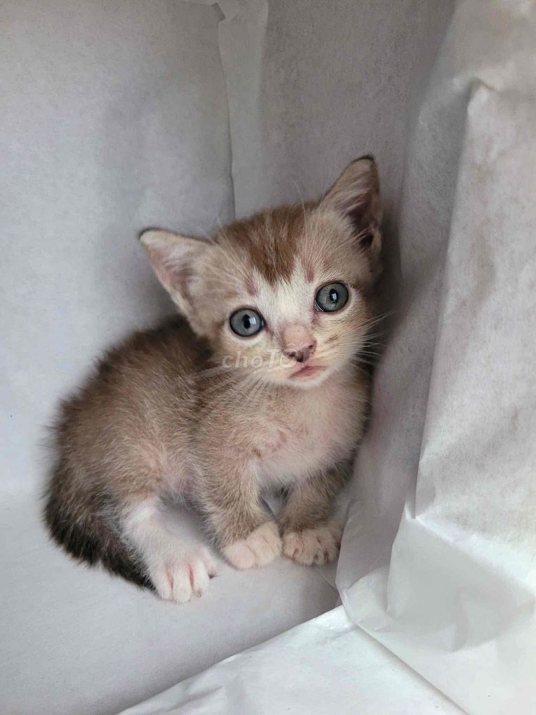 Munchkin tìm nhà mới. Mua bán Mèo tại Quận 7 Tp Hồ Chí Minh được đăng bởi Heidi Nguyen hình 7
