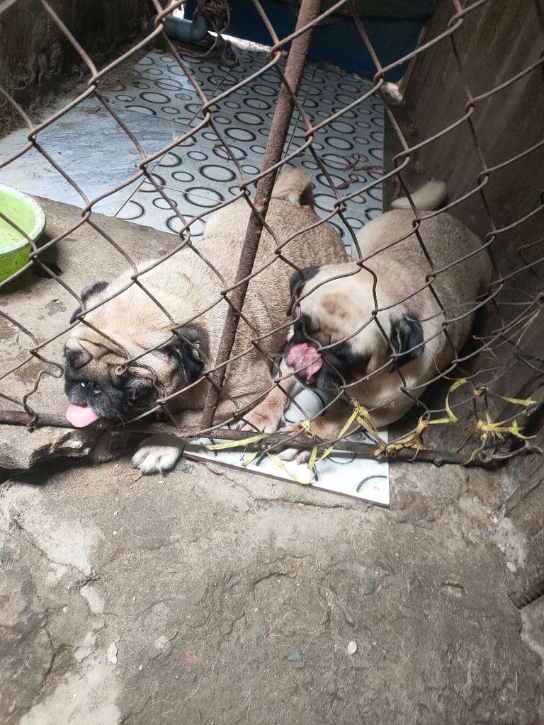 Chó Pug Cái Nâu vàng 2 tuổi. Mua bán Chó tại Quận Cái Răng Cần Thơ được đăng bởi Huy Nguyễn hình 1