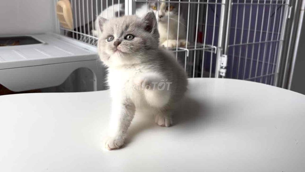 Cái Bililac xinh iu. Mua bán Mèo tại Quận 8 Tp Hồ Chí Minh được đăng bởi Zoey hình 5