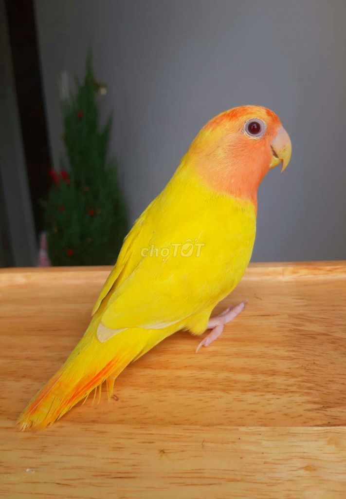 Vẹt Lovebird Vàng cam Mini. Mua bán Chim tại Quận Gò Vấp Tp Hồ Chí Minh được đăng bởi Vẹt Cảnh Sài Gòn hình 1