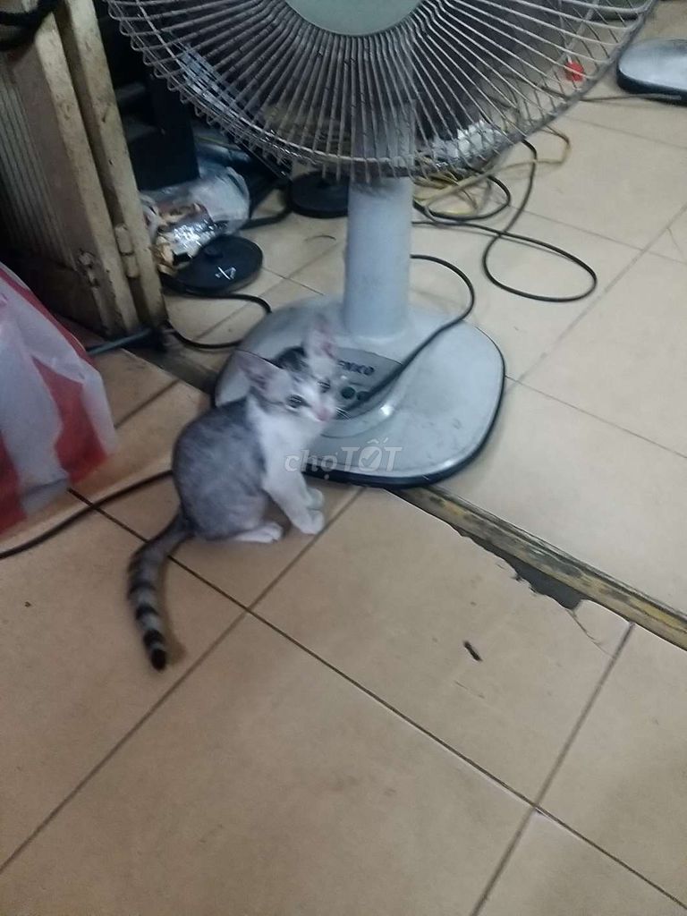 Mèo con Trắng xám. Mua bán Mèo tại Quận Hải Châu Đà Nẵng được đăng bởi VUDAT hình 1