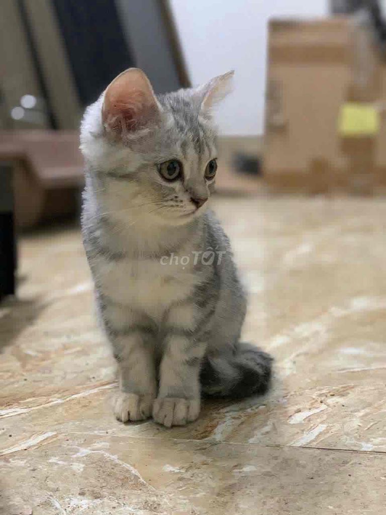 Mèo Ald/Aln nhà trồng. Mua bán Mèo tại Quận Nam Từ Liêm Hà Nội được đăng bởi Hà Đinh hình 4