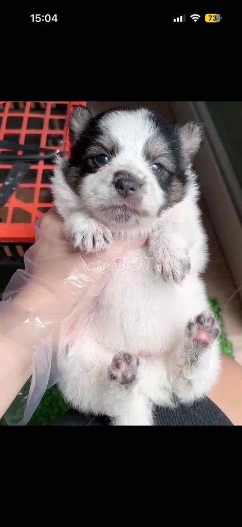 Chó nhật xù đen trắng 2 tháng. Mua bán Chó tại Huyện Bình Chánh Tp Hồ Chí Minh được đăng bởi Hồng Nhung hình 1