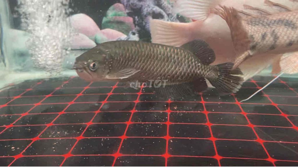 Thanh lý 4 con cá săn mồi chi tiết có ghi ở mô tả. Mua bán Thú cưng khác tại Quận Bình Tân Tp Hồ Chí Minh được đăng bởi Mê Cá hình 1