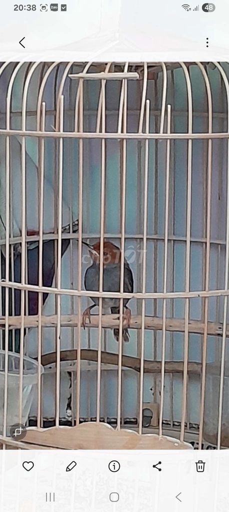 SÂU ĐẦU ĐỎ HÓT CẢ NGÀY. Mua bán Chim tại Quận Bình Tân Tp Hồ Chí Minh được đăng bởi Tấn biêu hình 1
