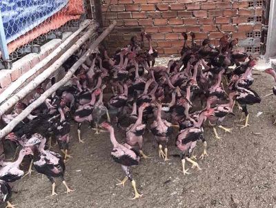 Gà Chọi (nòi) Đòn Chuẩn Rặc 100% | Chuẩn Dòng. Mua bán Gà tại Quận Bình Tân Tp Hồ Chí Minh được đăng bởi Trại Gà Nòi Miền Trung