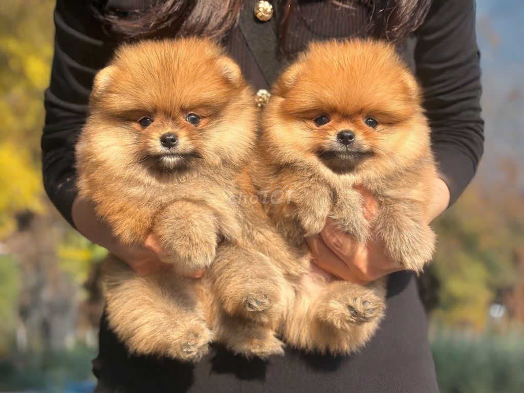 NGẮM LÀ YÊU - POMERANIAN ĐỦ MÀU. Mua bán Chó tại Quận 6 Tp Hồ Chí Minh được đăng bởi O PET  Thế Giới Thú Cưng hình 1