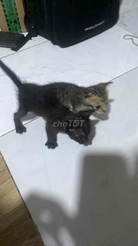 cần trao đổi pate cho mèo mẹ. Mua bán Mèo tại Thành phố Thủ Đức Tp Hồ Chí Minh được đăng bởi Thiều Phi Long hình 1