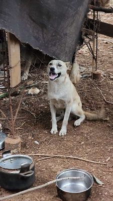Cần bán husky lai phú quốc , chó đực. Mua bán Chó tại Thành phố Buôn Ma Thuột Đắk Lắk được đăng bởi Đạt Huỳnh