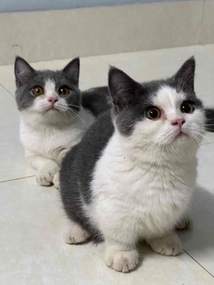 mèo anh lông ngắn lùn màu bicolor mũi hồng. Mua bán Mèo tại Thành phố Bắc Ninh Bắc Ninh được đăng bởi Nguyen Hung