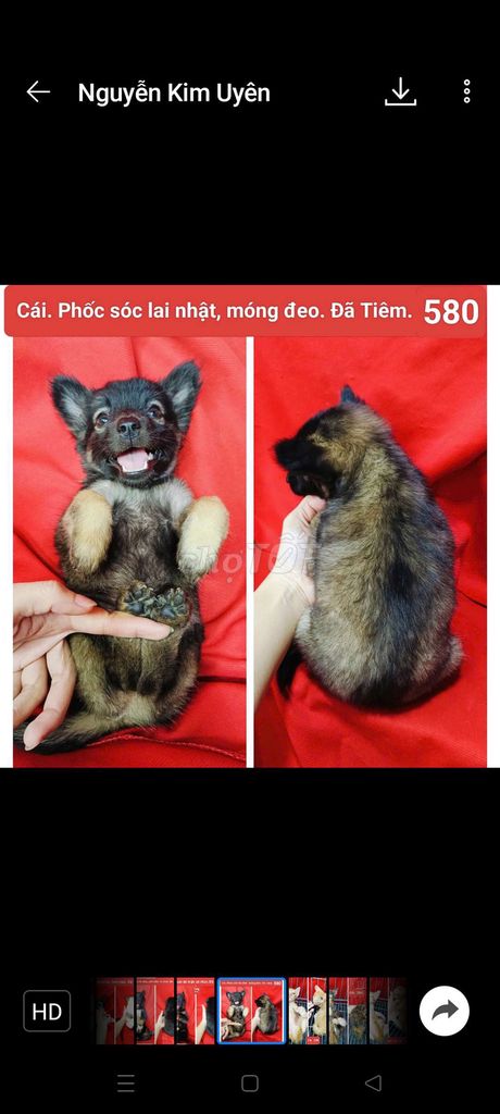 Corgi chihuahua phú quốc lai đã tiêm vài trăm.. Mua bán Chó tại Huyện Hóc Môn Tp Hồ Chí Minh được đăng bởi fb NH Táo bán điện thoại và chó mèo có ship hình 2