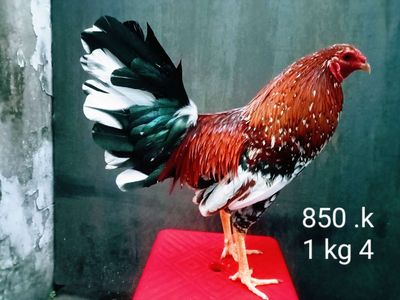 Tay tốt 1 kg 4 gà zin nha ae. Mua bán Gà tại Quận Gò Vấp Tp Hồ Chí Minh được đăng bởi nam gà tre 