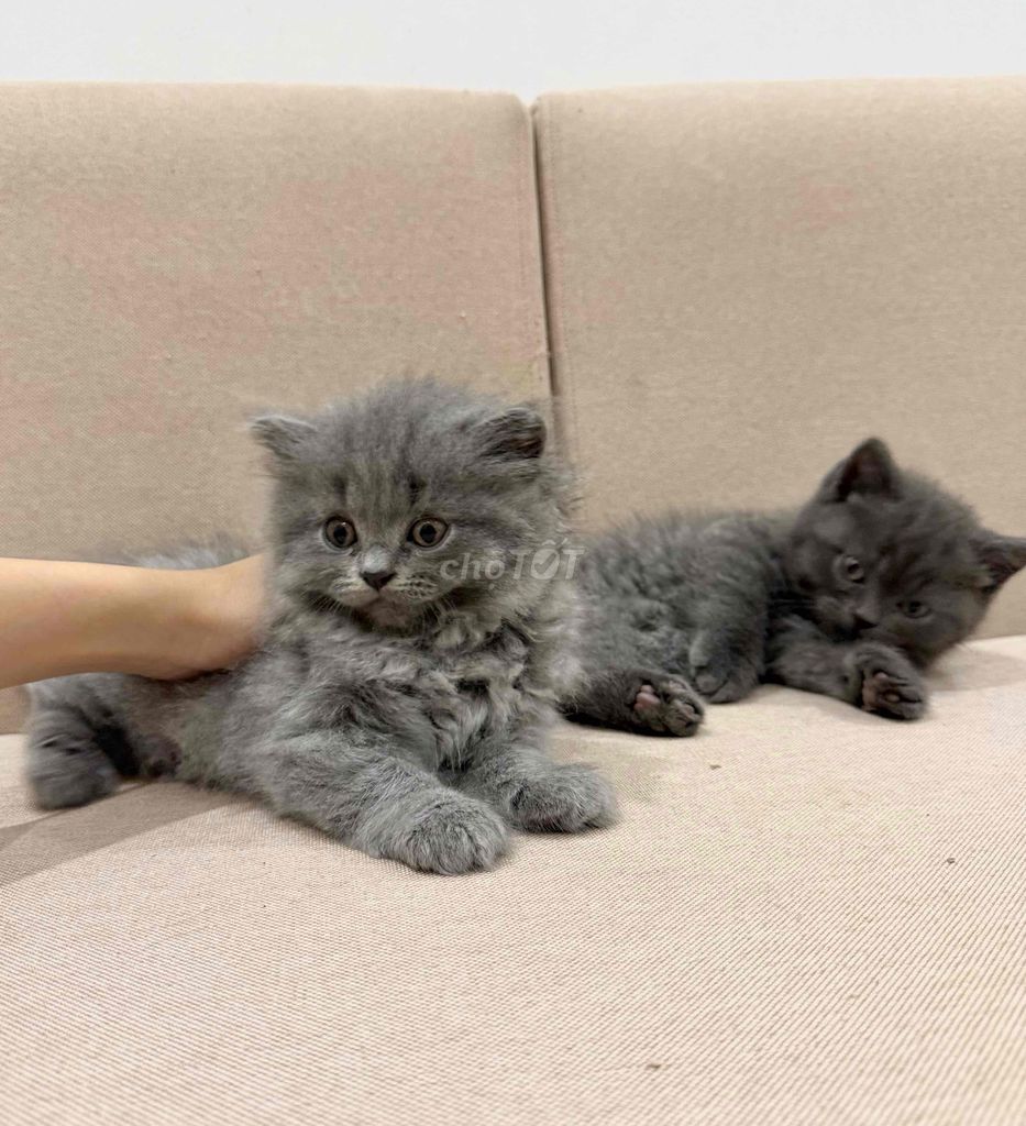 Mèo Anh lông ngắn và Anh lông dài đực 2.5 tháng. Mua bán Mèo tại Quận Tây Hồ Hà Nội được đăng bởi Yoshitoki Ichiro hình 1