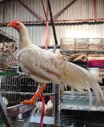 Gà đuôi dài Onagadori nhiều màu. Mua bán Gà tại Huyện Đông Anh Hà Nội được đăng bởi Trại Gà Hà Nội hình 1