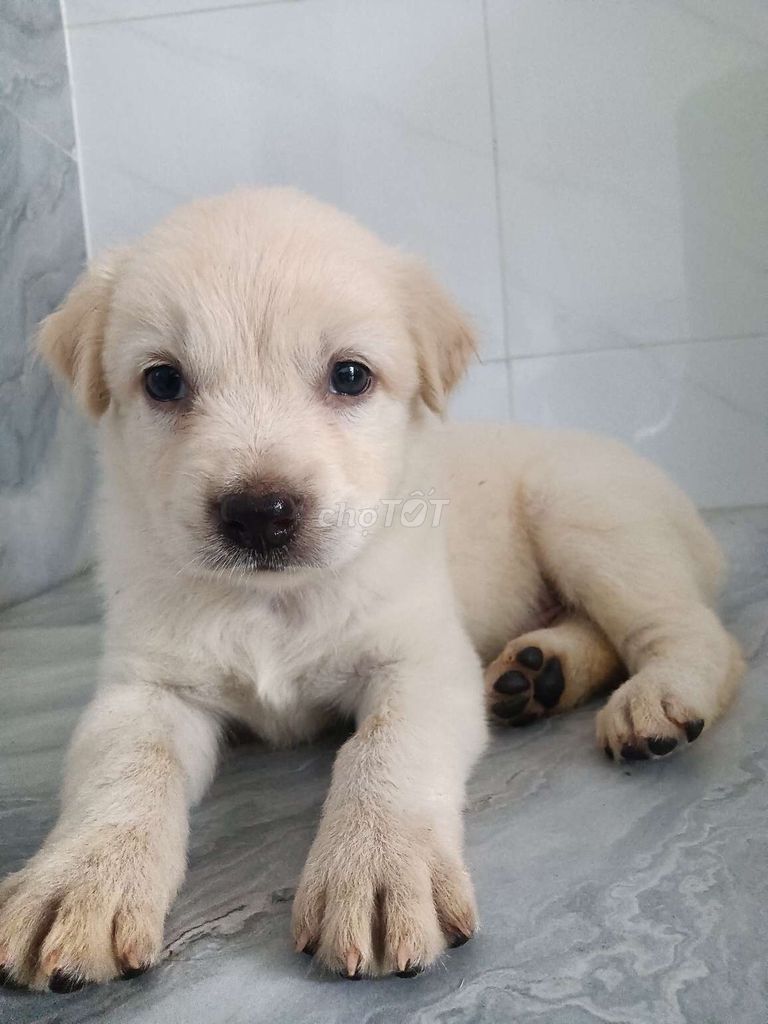 Chó Golden full trắng xinh xắn ngoan hiền, dễ dạy. Mua bán Chó tại Quận 6 Tp Hồ Chí Minh được đăng bởi Tăng Chí Lương  hình 1