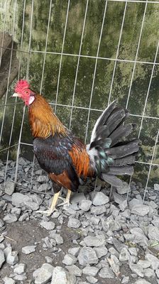 điều cuban. Mua bán Gà tại Huyện Bình Chánh Tp Hồ Chí Minh được đăng bởi đời bạc