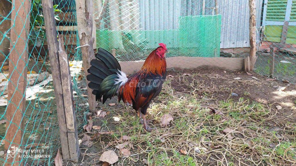 que 1kg4. Mua bán Gà tại Huyện Cần Đước Long An được đăng bởi Anh khoa cần đước  hình 1