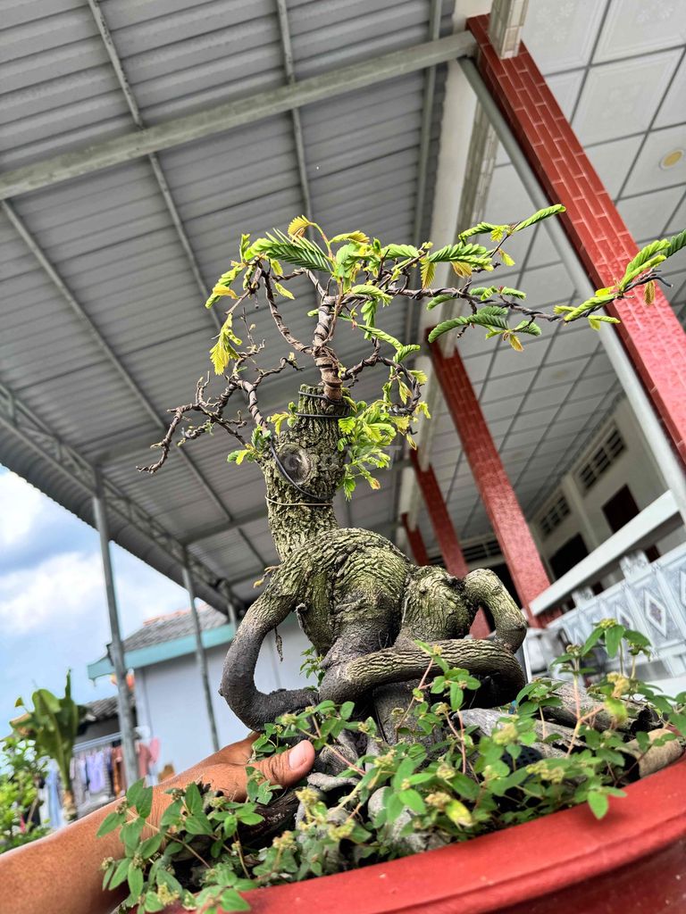 Cây cảnh Trang Sen Mini Đỏ Bonsai. Mua bán Cây cảnh, đồ trang trí tại Huyện Chợ Gạo Tiền Giang được đăng bởi Đại Phong SeVen hình 1