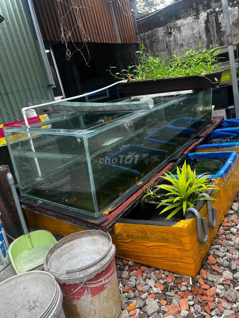 Hồ cá Kính 2.5m x 70cm x 50cm. Mua bán Phụ kiện, Thức ăn, Dịch vụ tại Huyện Bình Chánh Tp Hồ Chí Minh được đăng bởi Hòa xa lị hình 1