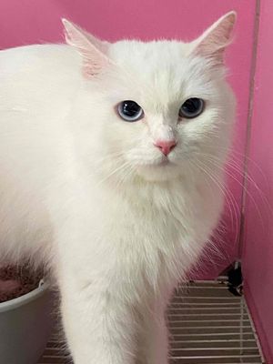 Mèo ALd mắt xanh cái đã phối bicolo lùn