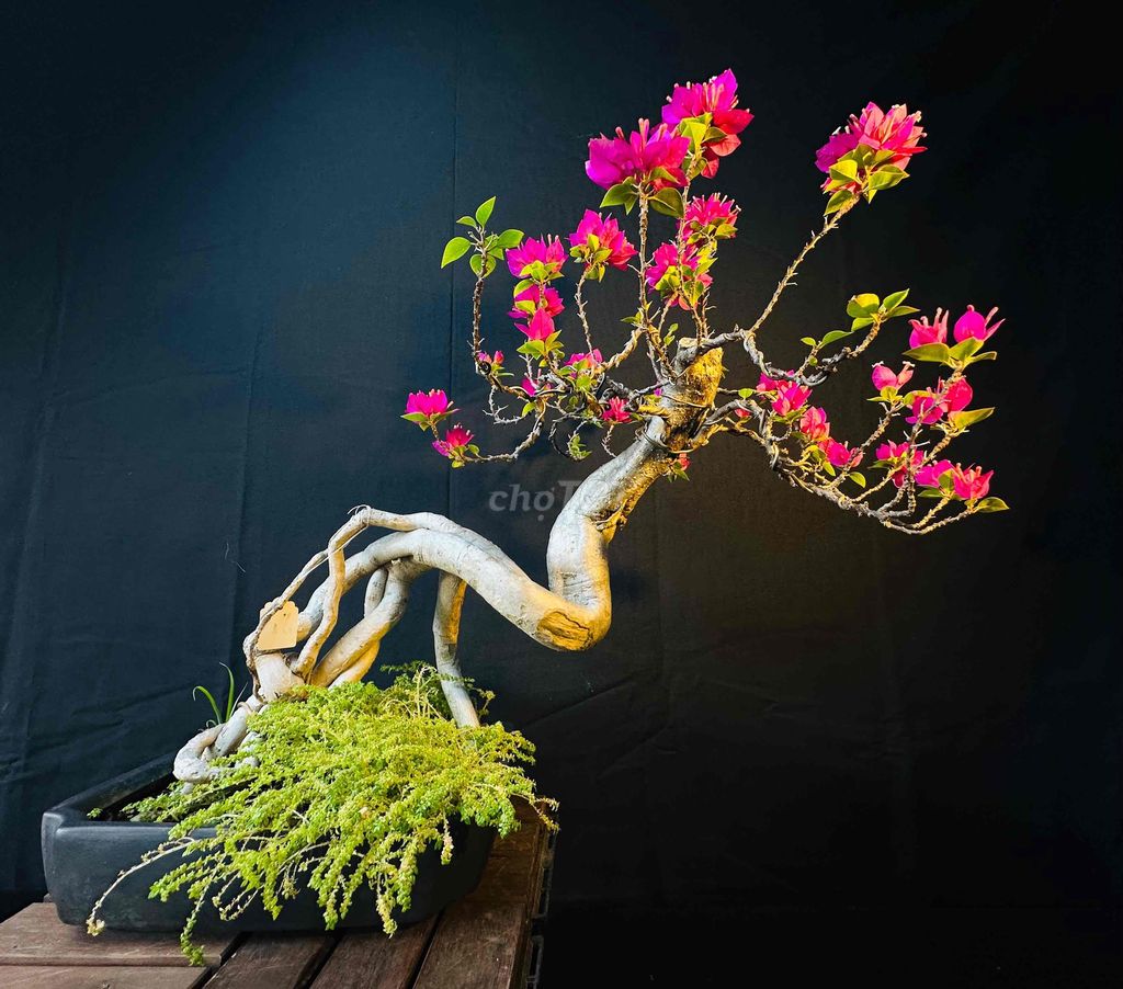 BÔNG GIẤY BONSAI ĐỂ BÀN