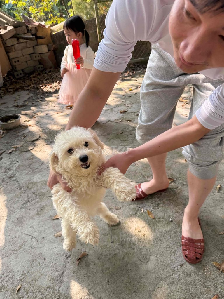 5 poodle và 1 nhật lai bk