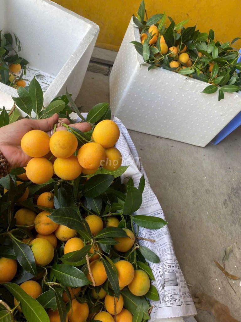 Thanh trà vàng 1kg. Mua bán Đồ ăn, thực phẩm và các loại khác tại Huyện Trà Ôn Vĩnh Long được đăng bởi TT hình 1