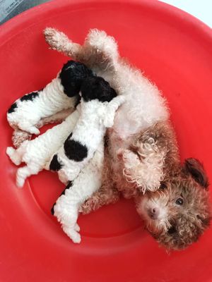 poodle Bò sữa tinycup nhà đẻ 