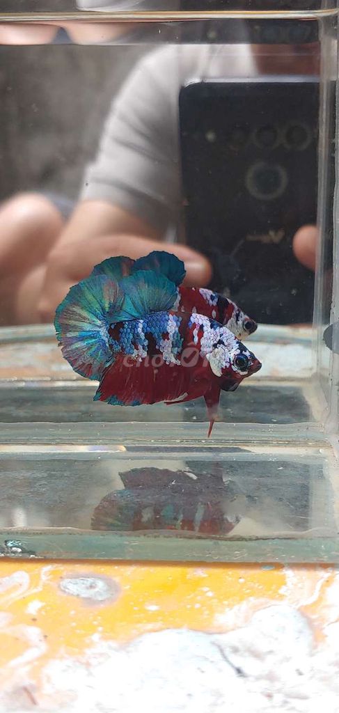 Betta red glx