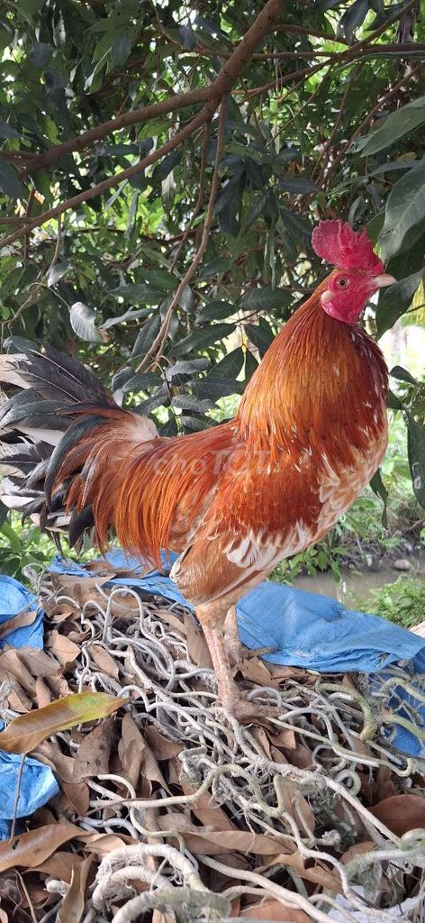 Gà giống 1.5kg Đực. Mua bán Gà tại Huyện Long Hồ Vĩnh Long được đăng bởi gà zin hình 1