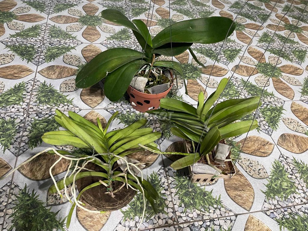 Lan Hoàng Nhạn Photisan/Tứ Quý. Mua bán Cây cảnh, đồ trang trí tại Huyện Hóc Môn Tp Hồ Chí Minh được đăng bởi Tiến Tăng hình 1