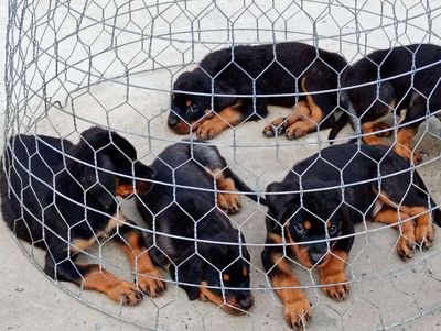 Chó Rottweiler đen vàng
