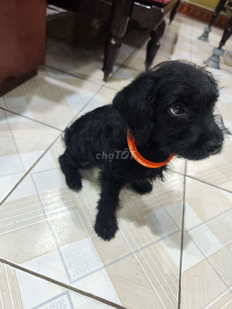Chó poodle đã tiêm đầy đủ. Mua bán Chó tại Quận Thanh Xuân Hà Nội được đăng bởi Vũ  hình 1