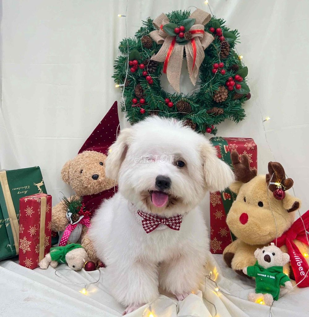 Chó Poodle đực 11 tháng. Mua bán Chó tại Quận Bình Tân Tp Hồ Chí Minh được đăng bởi Nhung Kim hình 1