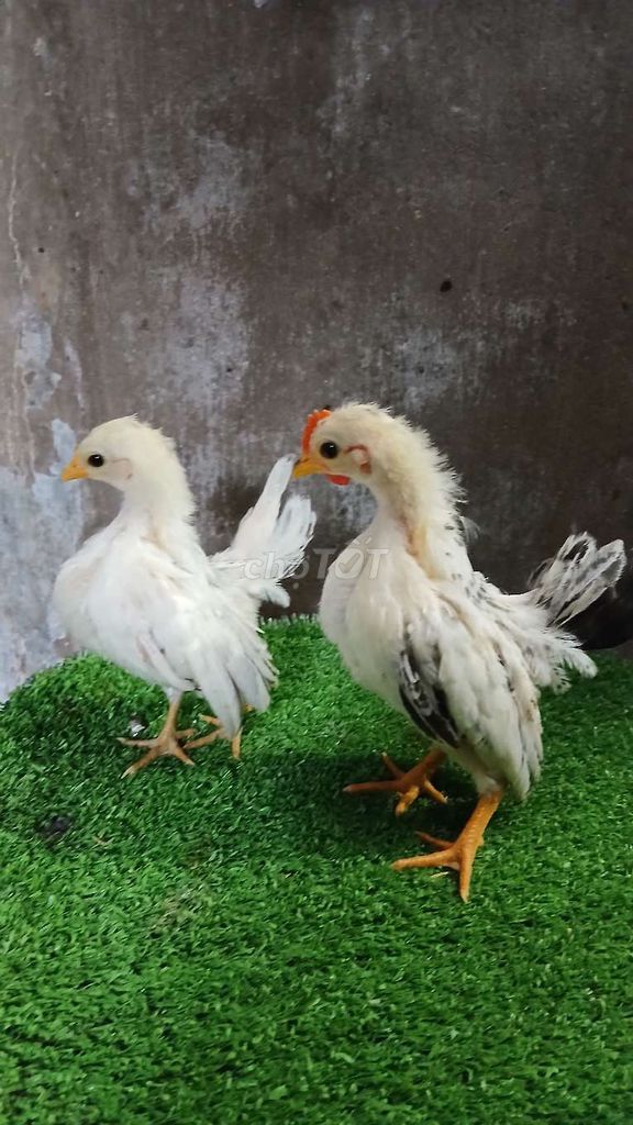 Gà kiểng tí hon serama. Mua bán Gà tại Thành phố Trà Vinh Trà Vinh được đăng bởi Sơn hình 1