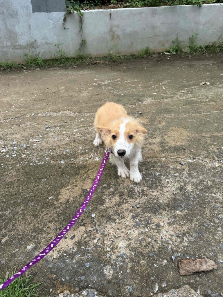 Chó corgi đực. Mua bán Chó tại Thành phố Thủ Đức Tp Hồ Chí Minh được đăng bởi Nhi hình 1